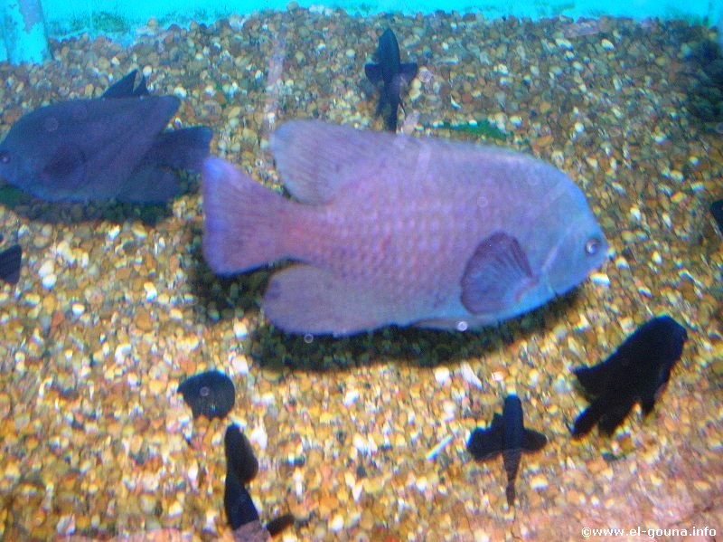 Aquarium 17